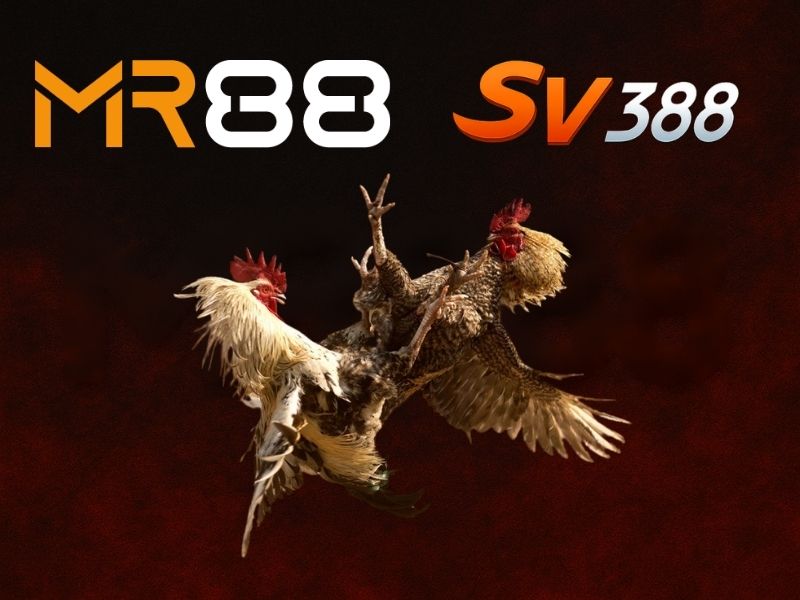 SV388 – Nền tảng livestream chọi gà Đông Nam Á SV388 sở hữ công nghệ livestream hiện đại